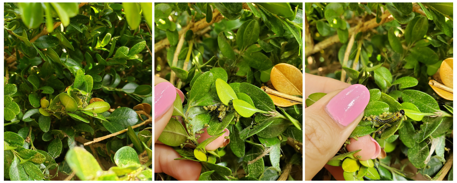 Box tree moth caterpillars hiding inside a boxwood.